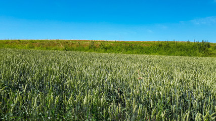 green wheat field and blue sky in rural landscape in Nassau, Germany