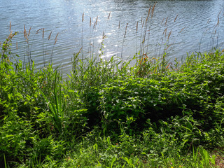 green grass and water at lake pond in Nassau, Germany