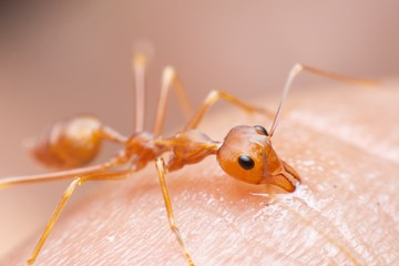 Red Ant or Green Tree Ant. Red ant biting human skin for self-defense or self-protection from human.