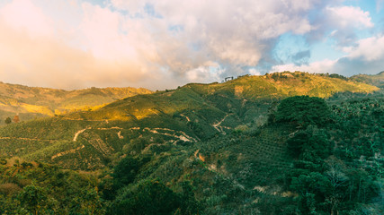 Coffee farm landscape