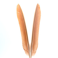 ิtwin brown feather on white background