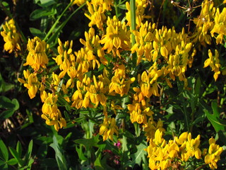 Genista tinctoria, english dyers greenweed or dyers broom, yellow blooming wild shrub, used for...