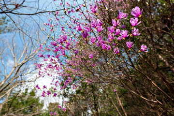 Pink azalea in blooming in Japan