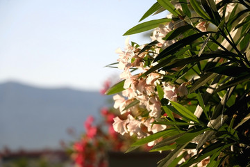 Pastel pink oleander flowers illuminated by warm sunset light. Selective focus.