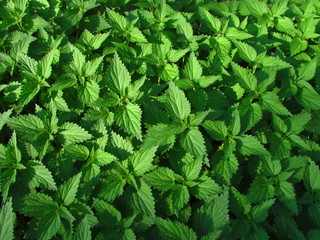 Urtica dioica, common name nettle, stinging nettle, stinger, medical use to treat disorders of the kidneys and urinary and gastrointestinal tract,, cardiovascular system, culinary use, photo texture