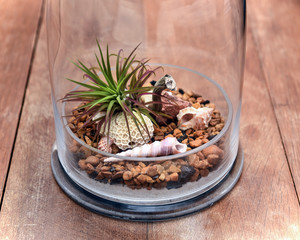 Terrarium isolated on rustic wooden table closeup