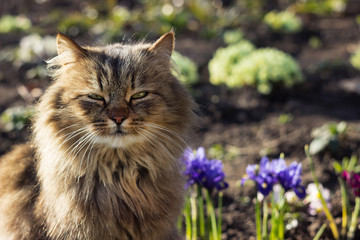 Naklejka na ściany i meble A fluffy brown cat sits in a garden near blooming spring flowers (early undersized blue and purple irises, primrose). Clear weather, the animal enjoys