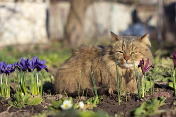 Naklejka na ściany i meble A fluffy brown cat sits in a garden near blooming spring flowers (early undersized blue and purple irises). Clear weather, the animal enjoys