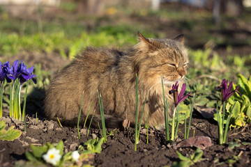 Naklejka na ściany i meble A fluffy brown cat sits in a garden near blooming spring flowers (early undersized blue and purple irises). Clear weather, the animal enjoys