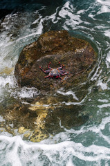 Red crab on a rock with the sea crashing into the rock