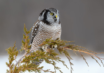 Northern Hawk Owl Perched at the Top of Eevergreen tree in Winter
