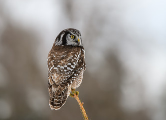 Northern Hawk Owl Perched on Top of Spruce Tree in Winter