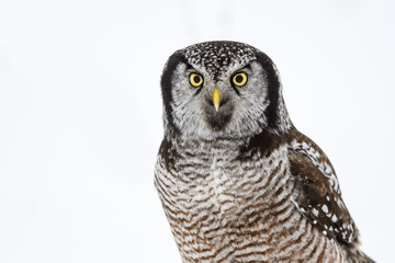 Northern Hawk Owl  Closeup Portrait