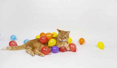 Red cat is looking at the camera. Pictures of cats, cat eyes, cute cat, drawings of cats, drawings...