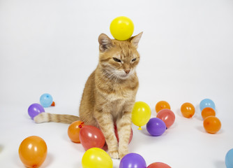 Red cat is looking at the camera. Pictures of cats, cat eyes, cute cat, drawings of cats, drawings...