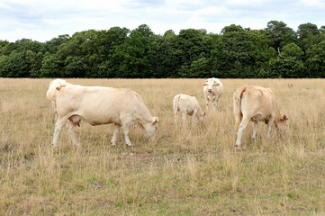 Vaches race blonde d'Aquitaine au pré pendant une période de sécheresse, herbe jaunie