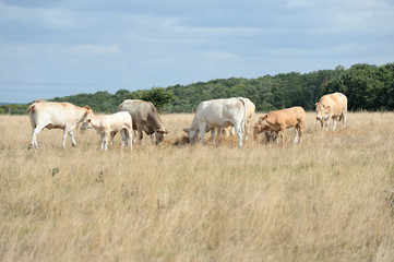 Obraz na płótnie Canvas Vaches blonde d'aquitaine pendant la sécheresse, herbe jaunie