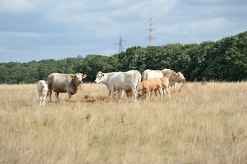 Sécheresse, prairie avec herbe jaunie, troupeau de vaches race blonde d'Aquitaine