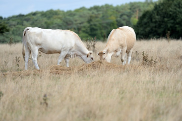 Vaches blonde d'Aquitaine au pré pendant une période de sécheresse, herbe jaunie