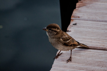 house sparrow passer domesticus