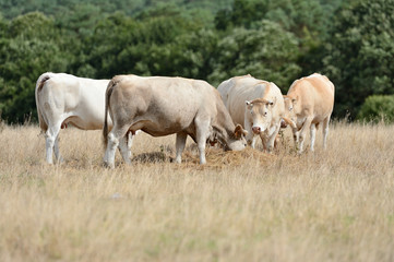 Obraz na płótnie Canvas Sécheresse, prairie avec herbe jaunie, troupeau de vaches race blonde d'Aquitaine
