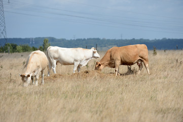 Naklejka na ściany i meble Vaches race blonde d'Aquitaine au pré pendant une période de sécheresse, herbe jaunie