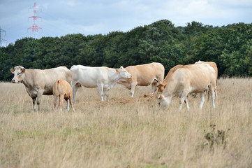 Obraz na płótnie Canvas Vaches race blonde d'Aquitaine au pré pendant une période de sécheresse, herbe jaunie
