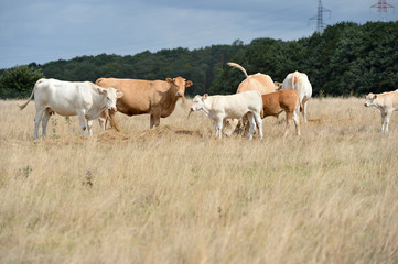 Naklejka na ściany i meble Vaches race blonde d'Aquitaine au pré pendant une période de sécheresse, herbe jaunie