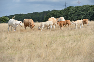 Obraz na płótnie Canvas Vaches race blonde d'Aquitaine au pré pendant une période de sécheresse, herbe jaunie