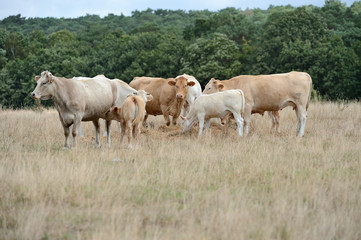troupeau de vaches blonde d'Aquitaine au pré pendant une période de sécheresse, herbe jaunie