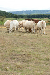 Fototapeta na wymiar Troupeau de vaches autour d'une ration de foin dans un herbage desséché pendant une période de sécheresse