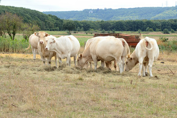 Troupeau de vaches autour d'une ration de foin dans un herbage desséché pendant une période de sécheresse