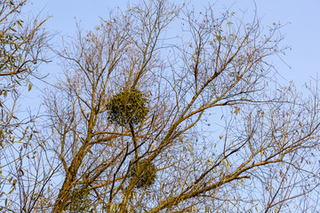 Fototapeta premium Mistletoe (viscum album) growing on the branches of tree