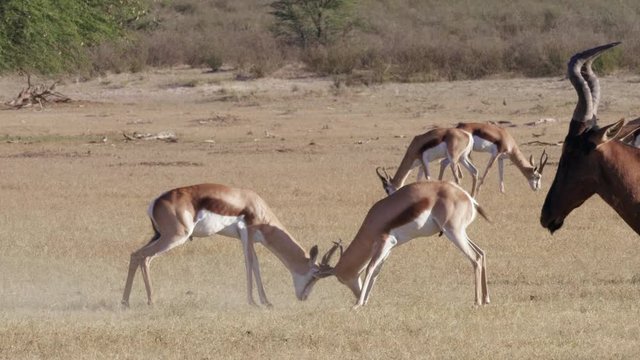 Two male springbok lock horns in a fight during rut mating season.