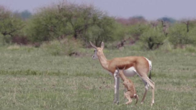 Frail young springbok calf stands next to its mother in a hot grass plain in Botswana. Telephoto shot.