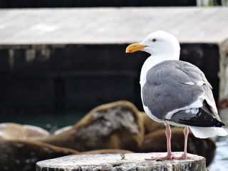 Sea Gull at pier 39