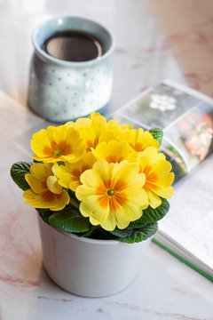 Sunny spring morning with cup of tea, flowers in pot and reading, yellow primulas primroses, paceful morning, spending free time lerning about nature