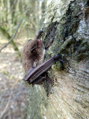 Wasserfledermaus (Myotis daubentonii) an der Steinbachtalsperre