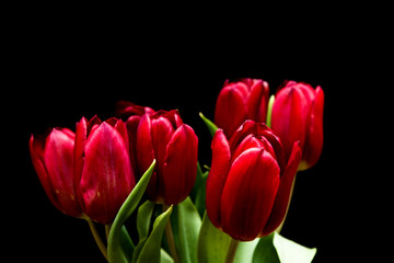 Close up red tulip bunch in bloom and green stem on black background.