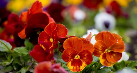 Raamstickers Beautiful orange pansy flowers close-up © lumikk555
