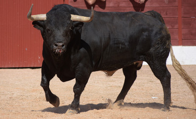 gran toro negro 