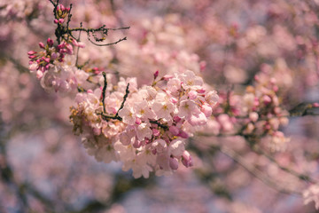 Blossoming pink spring cherry blossom sakura