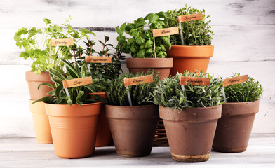 Homegrown and aromatic herbs in old clay pots. Set of culinary herbs. Green growing sage, oregano, thyme, savory, mint and oregano with lavender with labels