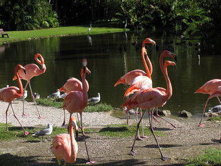 Flamingo, Plumage, Long leg, Sarasota, Gulf of Mexico, Florida, USA
