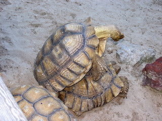 Turtle, Reptile, Sarasota, Gulf of Mexico, Florida, USA
