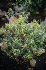 A tropical plant close up in the dense thickets of the jungle. Tropics