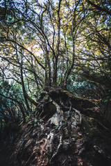Obraz premium Nos sentimos pequeños ante la naturaleza.