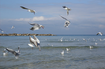 Seagulls flying in the blue sky over the blue sea. Close-up. Nature background.