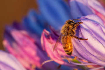Honey bee resting on an agapanthus flower in the early morning light