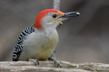 Red-bellied Woodpecker